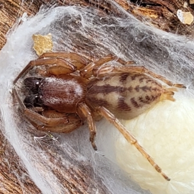 Clubiona sp. (genus) (Unidentified Stout Sac Spider) at Carwoola, NSW - 20 Jan 2023 by trevorpreston