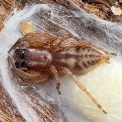 Clubiona sp. (genus) (Unidentified Stout Sac Spider) at Carwoola, NSW - 20 Jan 2023 by trevorpreston