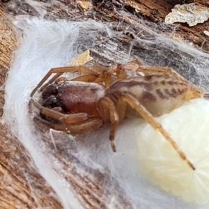 Clubiona sp. (genus) at Carwoola, NSW - 21 Jan 2023