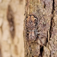 Servaea incana (Hoary Servaea) at Carwoola, NSW - 20 Jan 2023 by trevorpreston