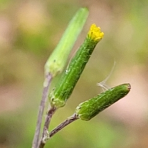 Senecio quadridentatus at Carwoola, NSW - 21 Jan 2023 10:40 AM