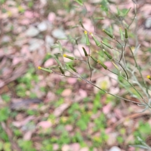 Senecio quadridentatus at Carwoola, NSW - 21 Jan 2023