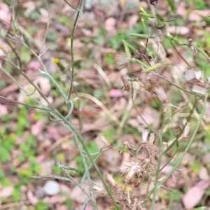 Senecio quadridentatus at Carwoola, NSW - 21 Jan 2023 10:40 AM