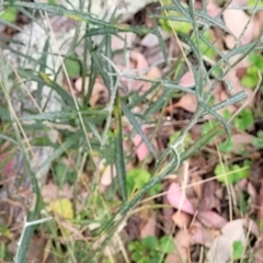 Senecio quadridentatus at Carwoola, NSW - 21 Jan 2023 10:40 AM