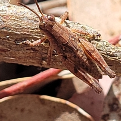 Phaulacridium vittatum (Wingless Grasshopper) at Carwoola, NSW - 21 Jan 2023 by trevorpreston