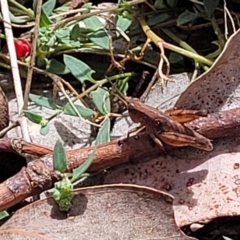 Phaulacridium vittatum at Carwoola, NSW - 21 Jan 2023