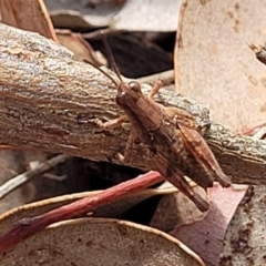 Phaulacridium vittatum at Carwoola, NSW - 21 Jan 2023