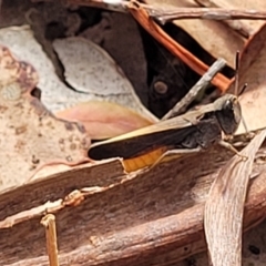 Cryptobothrus chrysophorus (Golden Bandwing) at QPRC LGA - 20 Jan 2023 by trevorpreston