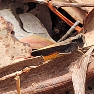 Cryptobothrus chrysophorus (Golden Bandwing) at QPRC LGA - 20 Jan 2023 by trevorpreston