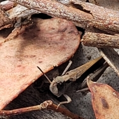 Cryptobothrus chrysophorus at Carwoola, NSW - 21 Jan 2023