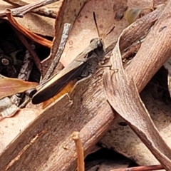 Cryptobothrus chrysophorus at Carwoola, NSW - 21 Jan 2023