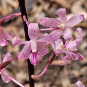 Dipodium roseum at Carwoola, NSW - suppressed