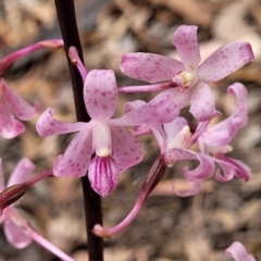 Dipodium roseum (Rosy Hyacinth Orchid) at Carwoola, NSW - 20 Jan 2023 by trevorpreston