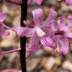 Dipodium roseum at Carwoola, NSW - 21 Jan 2023