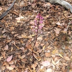 Dipodium roseum at Carwoola, NSW - suppressed