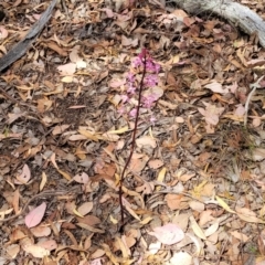 Dipodium roseum at Carwoola, NSW - 21 Jan 2023