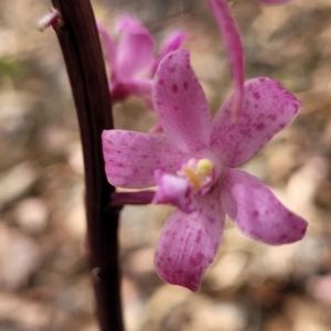 Dipodium roseum at Carwoola, NSW - suppressed