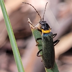 Chauliognathus lugubris (Plague Soldier Beetle) at QPRC LGA - 20 Jan 2023 by trevorpreston