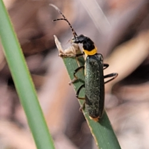 Chauliognathus lugubris at Carwoola, NSW - 21 Jan 2023