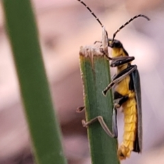 Chauliognathus lugubris at Carwoola, NSW - 21 Jan 2023