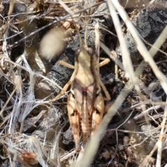 Phaulacridium vittatum (Wingless Grasshopper) at Wodonga, VIC - 21 Jan 2023 by KylieWaldon