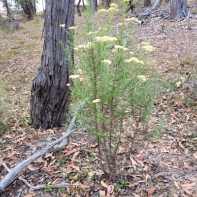 Cassinia longifolia (Shiny Cassinia, Cauliflower Bush) at Carwoola, NSW - 21 Jan 2023 by trevorpreston