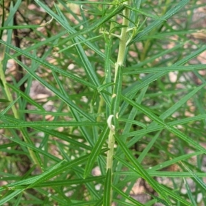 Cassinia longifolia at Carwoola, NSW - 21 Jan 2023