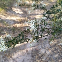 Bursaria spinosa subsp. lasiophylla (Australian Blackthorn) at Wanniassa Hill - 19 Jan 2023 by KumikoCallaway