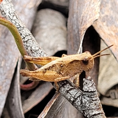 Phaulacridium vittatum (Wingless Grasshopper) at Carwoola, NSW - 21 Jan 2023 by trevorpreston
