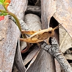 Phaulacridium vittatum at Carwoola, NSW - 21 Jan 2023