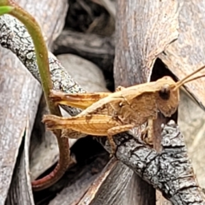 Phaulacridium vittatum at Carwoola, NSW - 21 Jan 2023