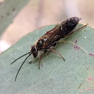 Tiphiidae (family) at Carwoola, NSW - 21 Jan 2023 10:27 AM