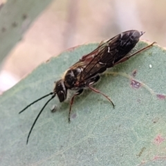 Tiphiidae (family) (Unidentified Smooth flower wasp) at QPRC LGA - 20 Jan 2023 by trevorpreston