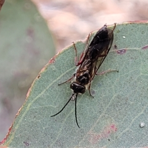 Tiphiidae (family) at Carwoola, NSW - 21 Jan 2023 10:27 AM