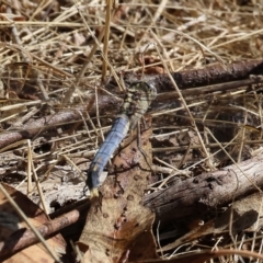 Orthetrum caledonicum (Blue Skimmer) at WREN Reserves - 20 Jan 2023 by KylieWaldon