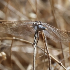 Orthetrum caledonicum at Wodonga, VIC - 21 Jan 2023 09:39 AM