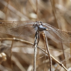 Orthetrum caledonicum at Wodonga, VIC - 21 Jan 2023