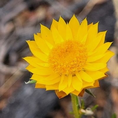 Xerochrysum viscosum (Sticky Everlasting) at Carwoola, NSW - 21 Jan 2023 by trevorpreston