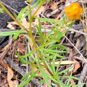 Xerochrysum viscosum at Carwoola, NSW - 21 Jan 2023