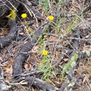 Xerochrysum viscosum at Carwoola, NSW - 21 Jan 2023 10:26 AM