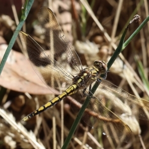 Orthetrum caledonicum at Wodonga, VIC - 21 Jan 2023