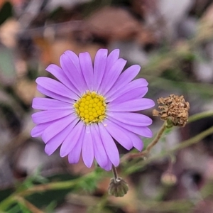 Brachyscome rigidula at Carwoola, NSW - 21 Jan 2023 10:25 AM