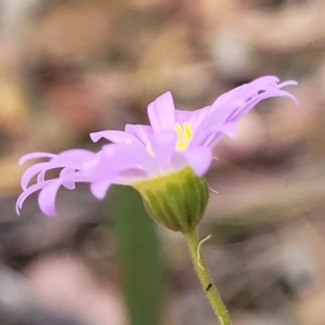 Brachyscome rigidula at Carwoola, NSW - 21 Jan 2023 10:25 AM