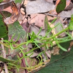 Brachyscome rigidula at Carwoola, NSW - 21 Jan 2023