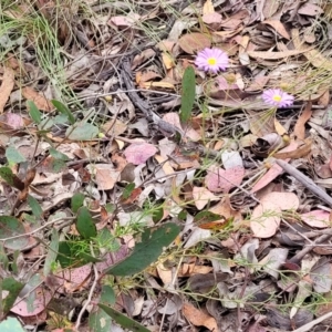 Brachyscome rigidula at Carwoola, NSW - 21 Jan 2023 10:25 AM