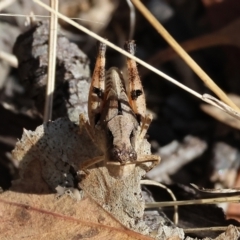 Phaulacridium vittatum (Wingless Grasshopper) at Wodonga - 20 Jan 2023 by KylieWaldon