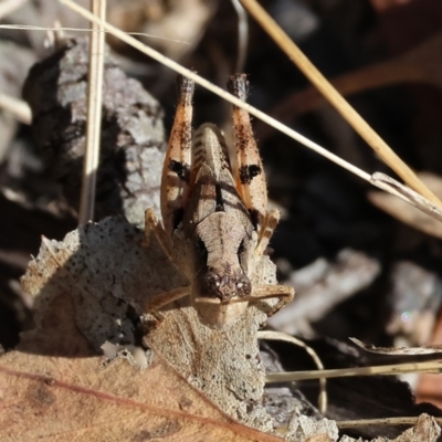 Phaulacridium vittatum (Wingless Grasshopper) at WREN Reserves - 20 Jan 2023 by KylieWaldon