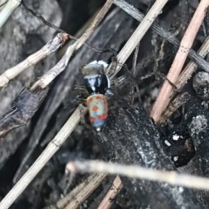 Maratus pavonis at Stromlo, ACT - 21 Jan 2023