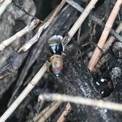 Maratus pavonis (Dunn's peacock spider) at Stony Creek - 21 Jan 2023 by KorinneM
