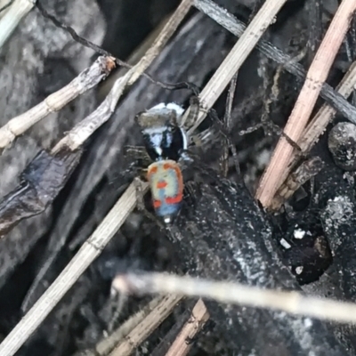 Maratus pavonis (Dunn's peacock spider) at Stromlo, ACT - 21 Jan 2023 by KorinneM